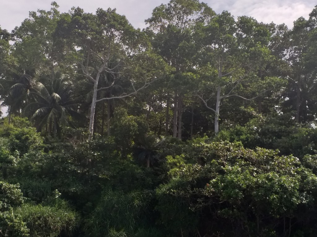 Những cây dầu cổ thụ trên đảo Hòn Dầu.