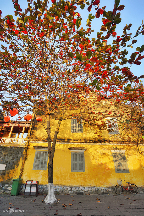 Những ngôi nhà cổ sơn vàng là nét đặc trưng của Hội An. Màu đỏ của những tán bàng mùa thay lá mang đến vẻ đẹp riêng cho phố cổ trong tiết xuân.