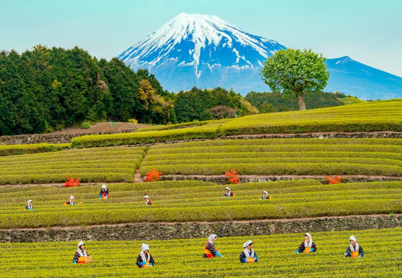 Nằm giữa Tokyo và Kyoto, tỉnh Shizouka có các con đèo đầy chất sử thi và những ngọn đồi nhấp nhô bình dị rất thích hợp cho thi đấu các môn thể thao. Do khí hậu quanh năm ôn hòa, vùng đất này cũng là nơi sản xuất trà xanh lớn nhất Nhật Bản và là nơi tập trung nhiều nông trại wasabi, với ẩm thực và thức uống phong phú.