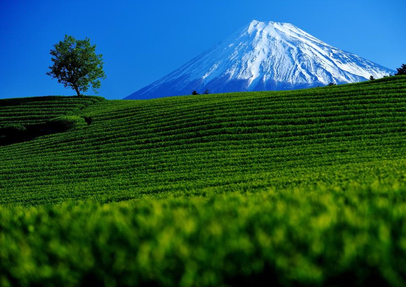 Cây trà có lịch sử lâu đời tại tỉnh Shizuoka. Ngành sản xuất trà nơi đây được cho là ra đời rất sớm từ những năm 1200. Ước tính, hiện nay Shizuoka sản xuất 40% tổng lượng trà ở Nhật Bản và được xem là “vựa trà” của đất nước.