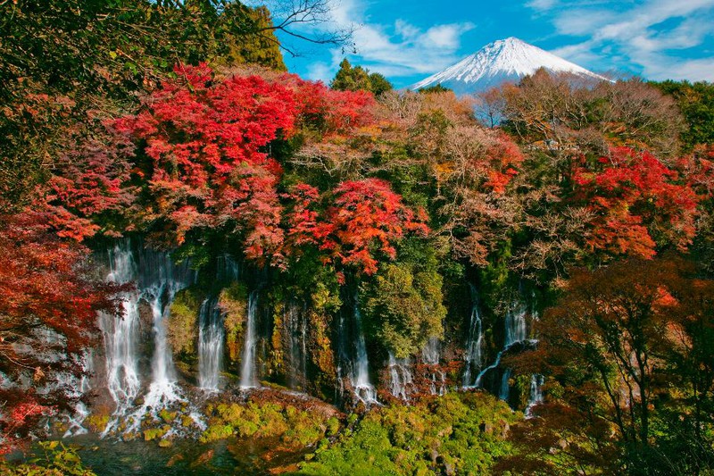Ngoài vẻ đẹp của hoa anh đào nở vào mùa xuân thì nhắc đến Nhật Bản người ta không thể không nhắc tới cây thích, loại cây đặc trưng vào mùa thu của đất nước mặt trời mọc.