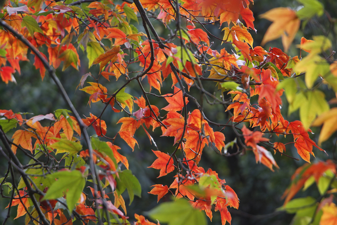 Theo kiểm lâm bảo vệ vườn quốc gia Bạch Mã, mùa xuân những cây phong trong rừng mới chuyển sang màu đỏ, từ khoảng tháng 1 đến tháng 2 - không như nhiều nơi khác thường có lá đỏ vào mùa thu.