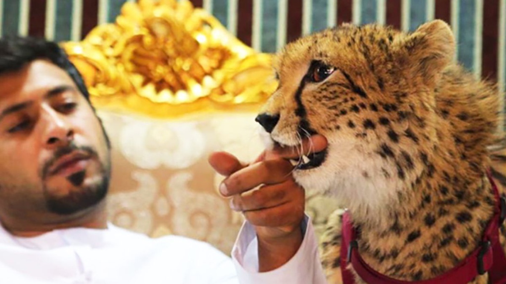 Tại Dubai, người dân coi sở hữu những "exotic pet" (tạm dịch: thú nuôi độc lạ) như báo, hổ, mèo gấm... là cách để phô trương tiền tài, quyền lực. Thú vui này chỉ dừng lại khi luật cấm nuôi nhốt động vật hoang dã làm thú cưng chính thức áp dụng từ tháng 1/2017. Bất cứ ai bị phát hiện sở hữu động vật hoang dã làm thú cưng sẽ chịu phạt 136.000 USD. Những con thú người dân từng sở hữu sẽ phải nộp lại cho chính quyền. Ảnh: CNN.
