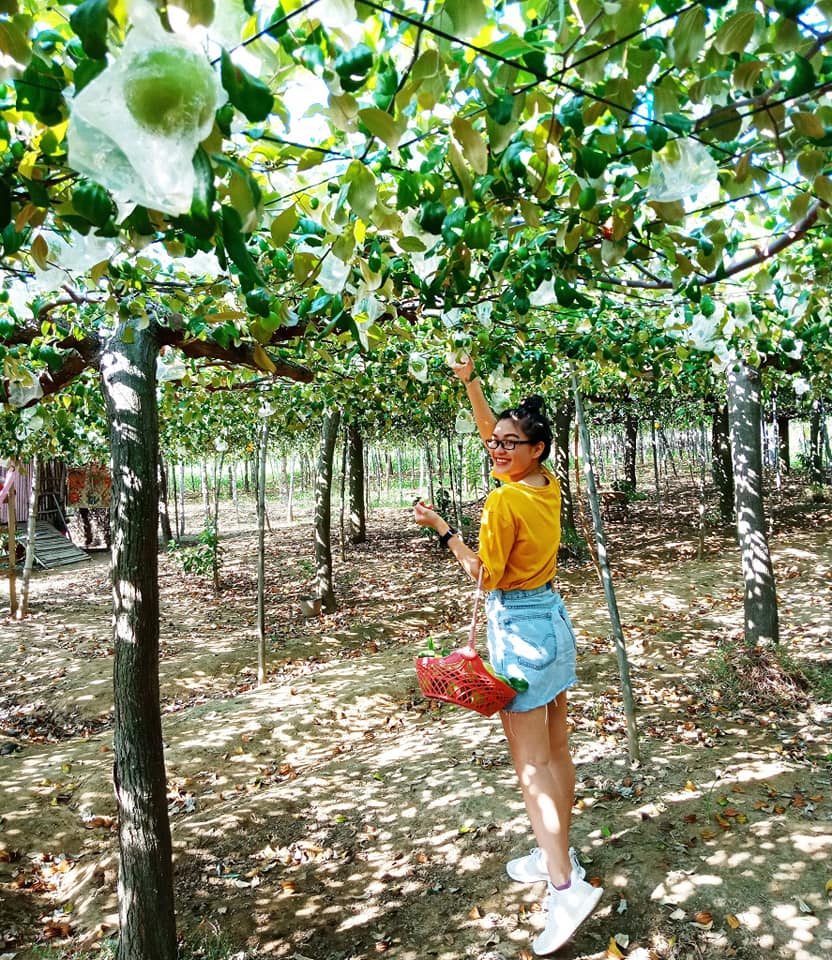 Top 5 vườn trái cây Ninh Thuận bạn không thể bỏ lỡ - iVIVU.com