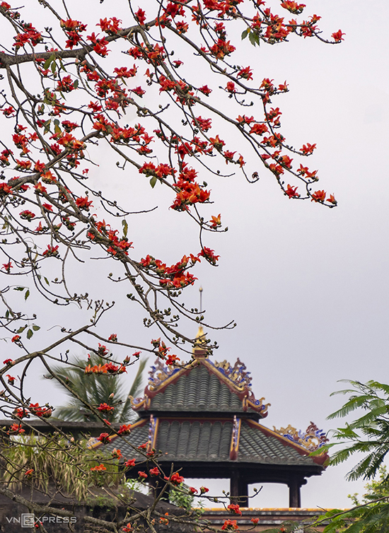 Tán cây hoa gạo tô điểm cho vẻ đẹp công trình Quan Tượng Đài. Đài thiên văn cổ duy nhất còn tồn tại của Việt Nam được xây dựng từ triều Nguyễn, thuộc phường Thuận Hòa, TP Huế. Công trình gồm phần nền đài và kiến trúc bên trên có tên là đình Bát Phong (ảnh) với 8 cạnh, 2 tầng mái, được chống đỡ bằng 12 cột gỗ.