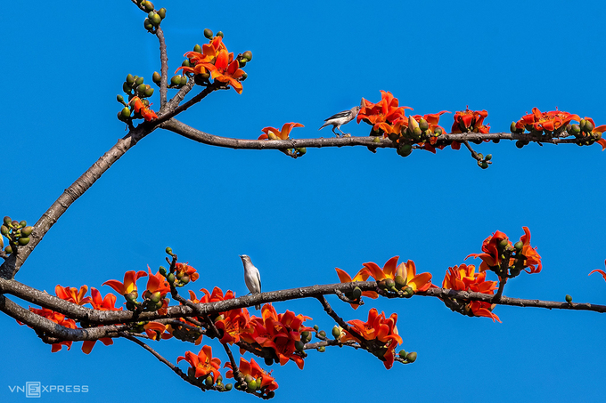 Tán hoa gạo nở từng chùm đỏ tươi trên nền trời xanh. Những cành hoa gạo mùa này còn thu hút các loài chim đến hút mật.