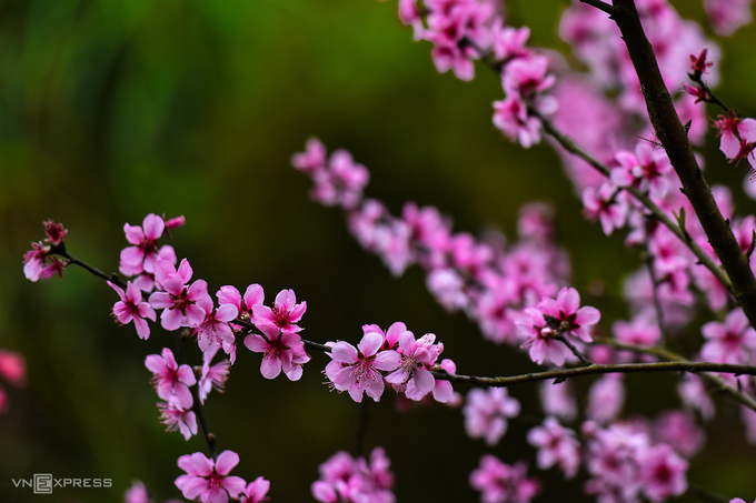 Nhánh hoa đào rừng có màu hồng nhạt. Đối với các nhiếp ảnh gia, thời gian này đang là lúc lý tưởng để chụp ảnh mùa hoa nở rực rỡ nhất.