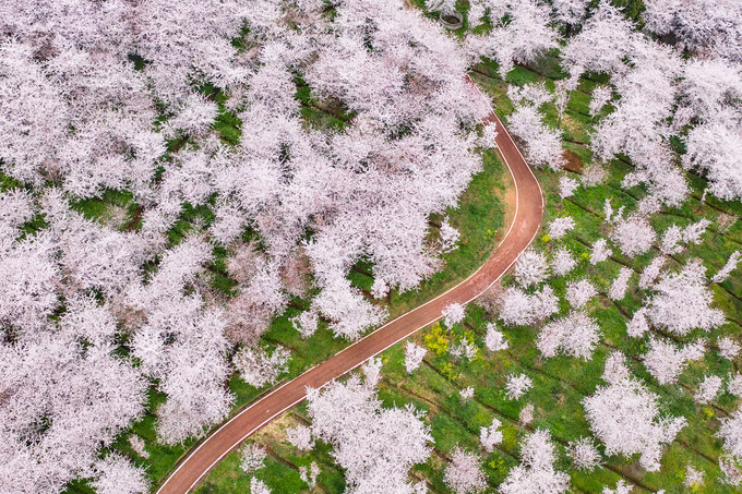 Hoa anh đào đua nở phủ hồng khắp một vùng ở Guian, tỉnh Quý Châu. Ảnh: Xinhua.