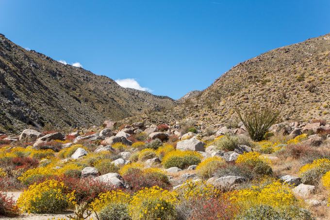 Tại công viên Anza-Borrego, bang California, những bông hoa dại đang vào mùa nở rộ, làm thay đổi cảnh quan khô cằn của sa mạc đầu mùa xuân ở Mỹ. Ảnh: Beth Coller.