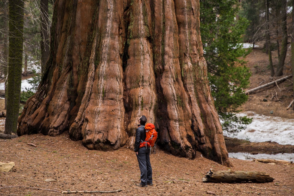 Công viên quốc gia Sequoia: Sequoia National Park, ở phía nam Sierra Nevada, bang California, được mệnh danh là "vùng đất của người khổng lồ". Bên trong công viên là những cây hồng sam có thể sống hơn 2.000 năm và cao trung bình từ 60-90 m, tương đương tòa nhà 26 tầng. Khi đến nơi, bạn sẽ có cảm giác như lạc trong xứ cổ tích. Ảnh: Bound to Explore.