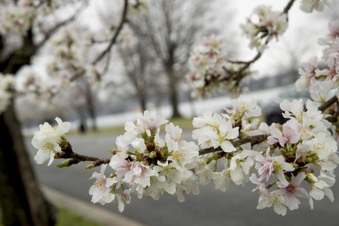 Một nhánh hoa anh đào nở rộ trong công viên East Potomac, gần hồ Tidal Basin. Công viên quốc gia (NPS) của Mỹ dự báo anh đào nở rộ nhất ở Washington từ ngày 27/3, nhưng một vài nơi hoa đã bung nở từ đầu tuần này. Ảnh: AP/Andrew Harnik.