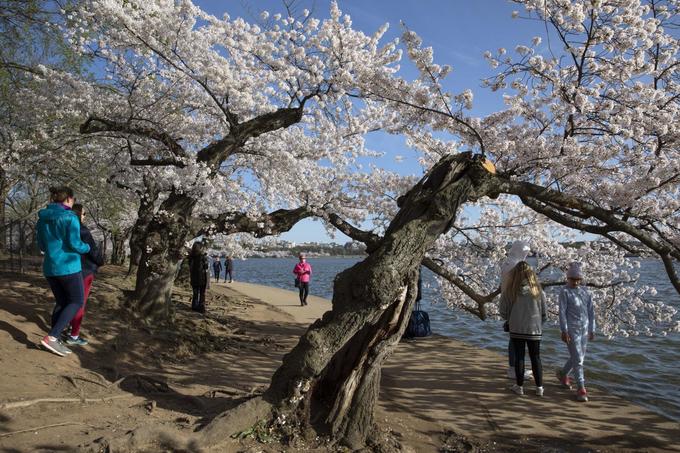 Những cây anh đào đầu tiên của thành phố này là món quà của thị trưởng Tokyo (Nhật), Yukio Ozaki, vào năm 1910. Kể từ khi được công nhận năm 1935, lễ hội hoa anh đào quốc gia của Mỹ thu hút hơn 1,5 triệu lượt khách tham quan mỗi mùa hoa. Hiện các nhà chức trách của Mỹ khuyến cáo người dân nên hoãn kế hoạch ngắm hoa tới năm sau để hạn chế sự lây lan của Covid-19. Ảnh: AP/Jacquelyn Martin.