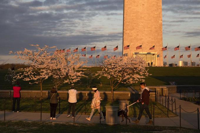 Người dân chụp hình và ngắm những cây anh đào nở rộ trong công viên National Mall lúc bình minh ngày 22/3, phía sau là đài tưởng niệm Washington. Ảnh: AP/Jacquelyn Martin.