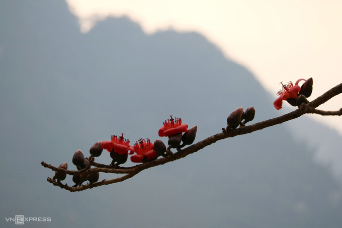 Khi tiết trời ấm dần vào tháng 3 là lúc mùa hoa gạo bắt đầu. Lúc này, nếu có dịp đến Hà Giang, du khách sẽ thấy sắc hoa nở khắp lưng chừng núi và hai bên đường vùng cao nguyên đá.