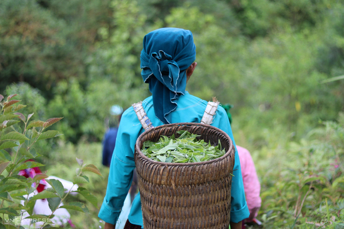 Tháng 3 cũng là lúc người dân ở Hà Giang bắt đầu mùa làm trà xuân, khi những búp trà xanh non đua nhau phát triển trên những gốc Shan Tuyết cổ thụ cho chất lượng thu hoạch tốt nhất.