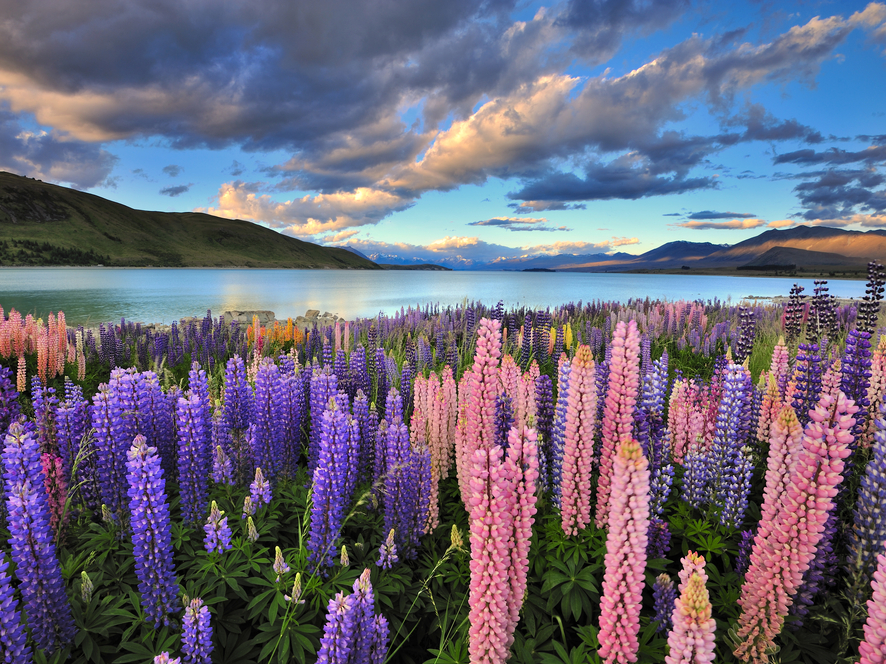 Hồ Tekapo, nằm trên hòn đảo phía nam của New Zealand, là một địa điểm nổi tiếng để ngắm lupin. Hoa thường nở vào khoảng tháng 11 đến tháng 1, tạo thành thảm thực vật có nhiều màu sắc như xanh, tím, vàng, cam, hồng và trắng.