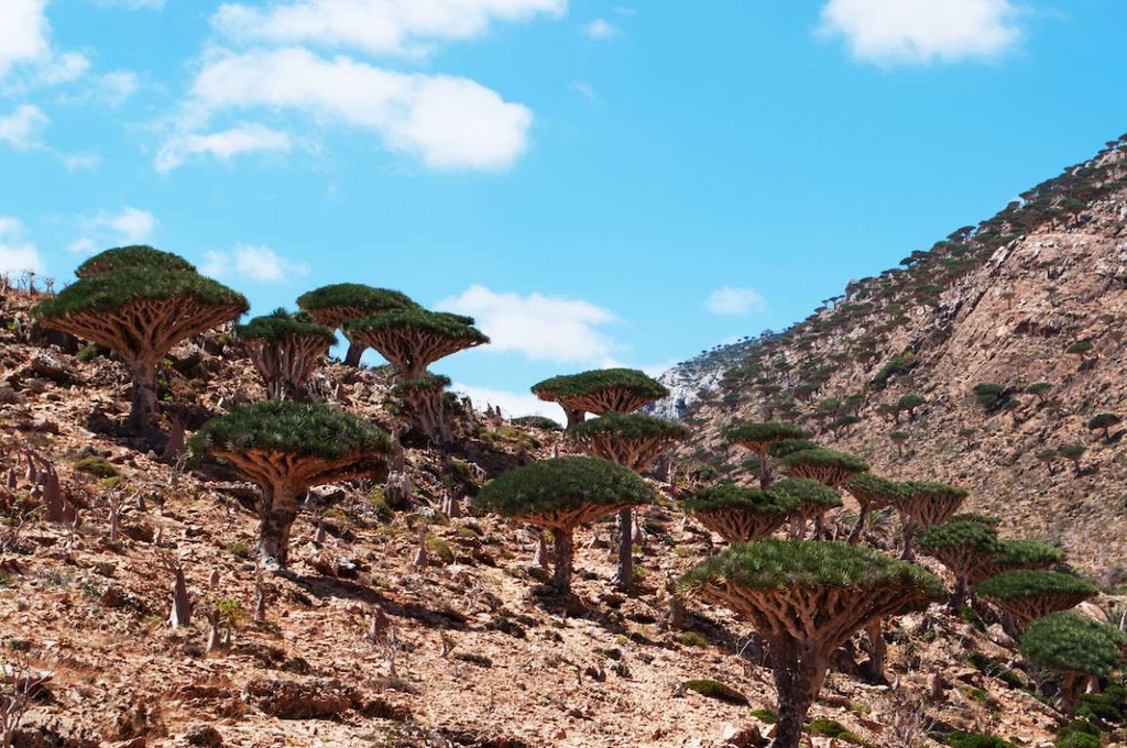 Rừng Dragon's Blood (Yemen): Với thảm thực vật kỳ lạ, khu rừng "máu rồng" này thu hút nhiều du khách đến khám phá. Ở đây, nhựa của cây có màu đỏ như máu, hơi chua và nồng. Đó cũng là lý do người ta gọi chúng là cây máu rồng.
