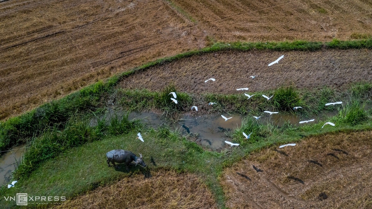  Trong khi đó, tại phường Nhơn Hòa, thị xã An Nhơn, những cánh đồng đã vào vụ thu hoạch. Những bãi cỏ bên con rạch nhỏ, nơi người dân chăn trâu thu hút đàn cò bay đến kiếm ăn.