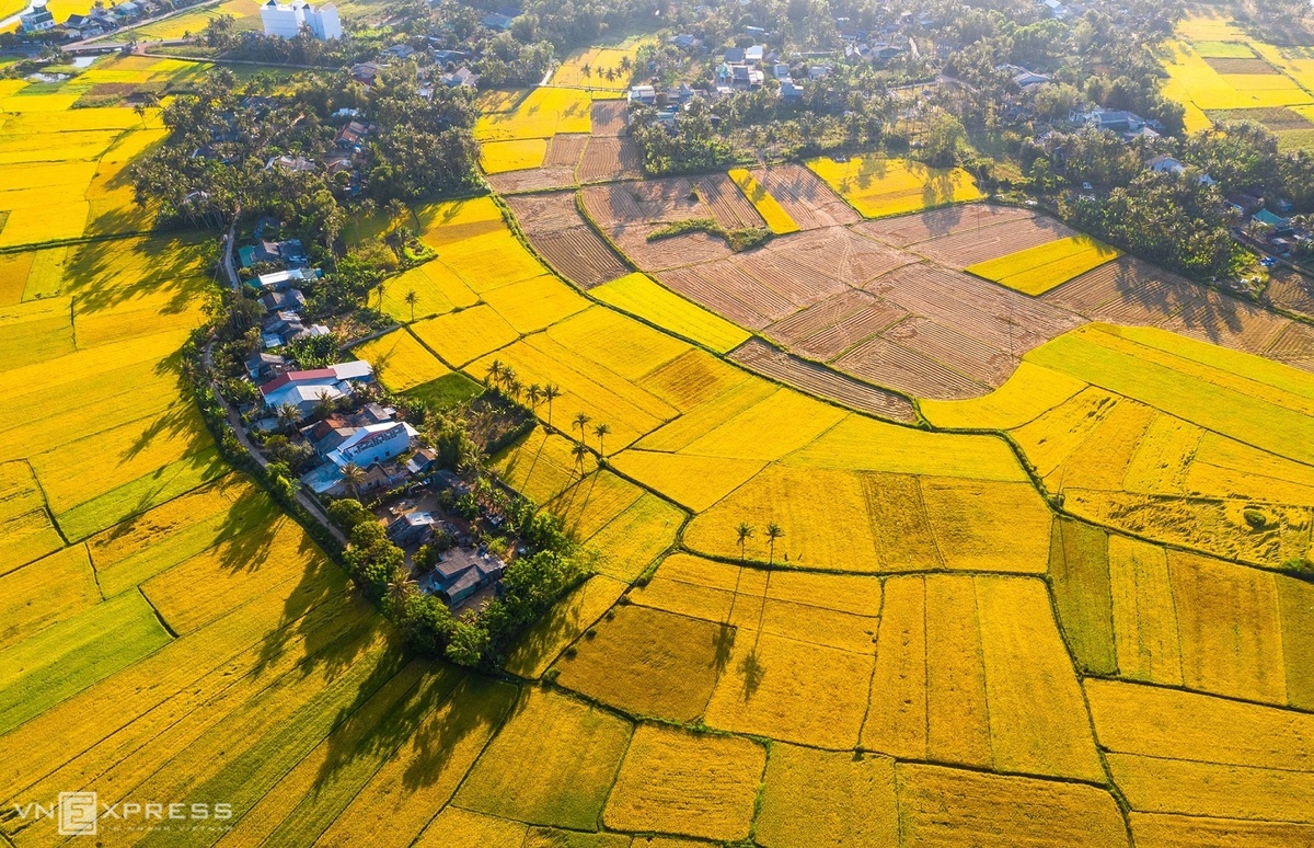  Cánh đồng lúa chín bạt ngàn ở xã Hoài Mỹ, huyện Hoài Nhơn. Xã nông thôn mới Hoài Mỹ được mùa nhờ nông dân hưởng ứng triển khai sản xuất theo mô hình cánh đồng mẫu lớn, diện tích gieo trồng ngày càng tăng.
