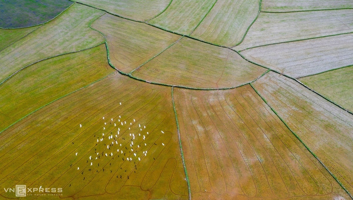  Đàn cò chao nghiêng, phản chiếu trên cánh đồng lúa mới cấy ở xã Cát Tân.
