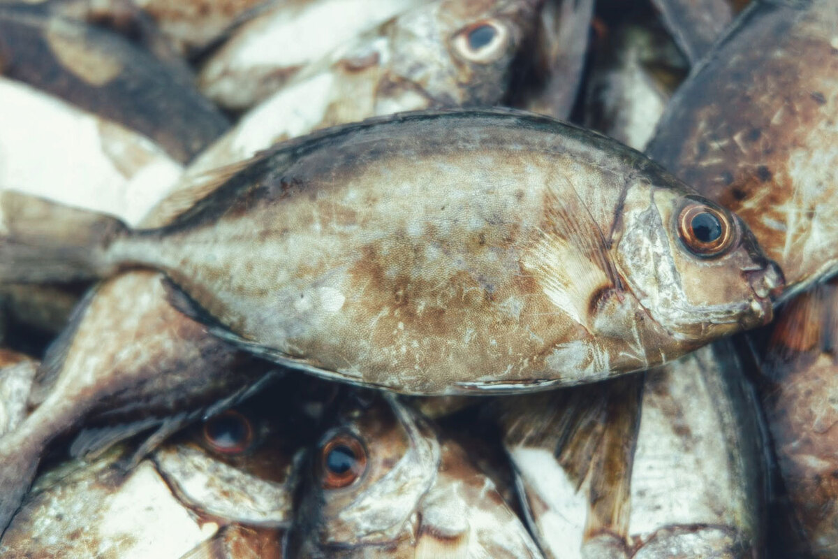 Theo chia sẻ của người bán cá kình, cá mới được bắt lên da sẽ có ánh màu đen. Dần dần, da cá xuất hiện lốm đốm bạc rồi chuyển dần sang màu bạc trắng. Lúc cá ươn da sẽ có màu trắng vàng. Thực khách nên mua tại bến đầm Chuồn vào sáng sớm 6:00 để có được cá tươi. Ngoài cá, có thể mua thêm tôm, mực để đa dạng các loại nhân cho món bánh. Mua xong, thực khách di chuyển vào chợ cách đó khoảng 500 m để bắt đầu công đoạn “đổ bánh xèo”.