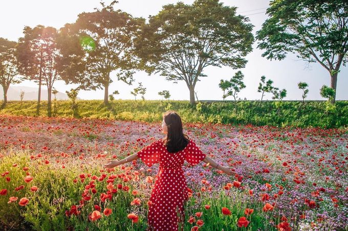 Cánh đồng hoa poppy bên cạnh sông Rồng Vàng ở huyện Jangseong, tỉnh Jeolla Nam trở nên hot trên bản đồ du lịch Hàn Quốc vào mùa hè này vì đang nở rực rỡ. Sự vắng vẻ vì Covid-19 càng khiến quang cảnh nơi đây trở thành bức tranh đẹp mắt. Ảnh kimvo97