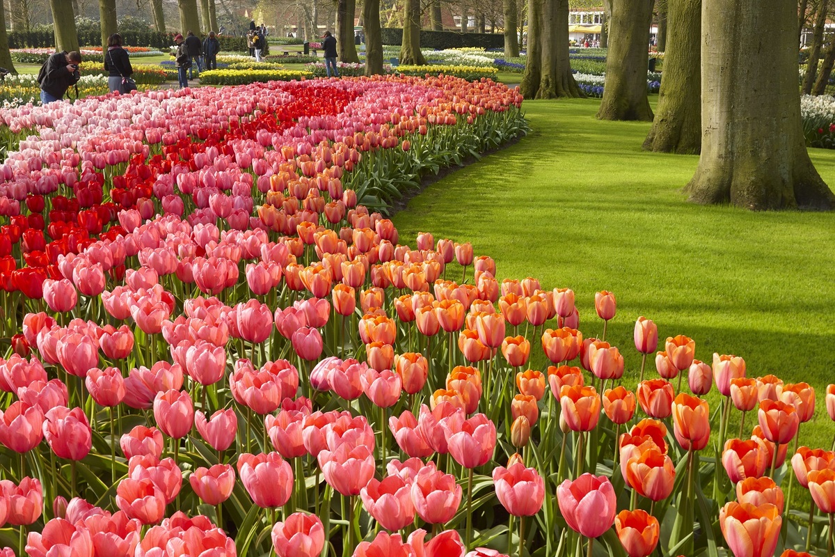   Vườn hoa Keukenhof, Hà Lan  Xứ sở cối xay gió luôn là điểm đến thu hút du khách, đặc biệt vào mùa xuân, nhờ hàng triệu bông tulip nở rộ. Vườn Keukenhof trồng 7 triệu củ hoa mỗi năm, với hơn 800 loại hoa tulip nhiều sắc màu. Nổi bật trong số đó là con đường tulip hồng. Ảnh: R.de Bruijn Photography/Shutterstock.