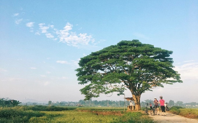 Cánh đồng vắng Hà Cảng, xã Quảng Phú, trở nên nhộn nhịp trong những ngày gần đây từ sự nổi tiếng của cây cô đơn này