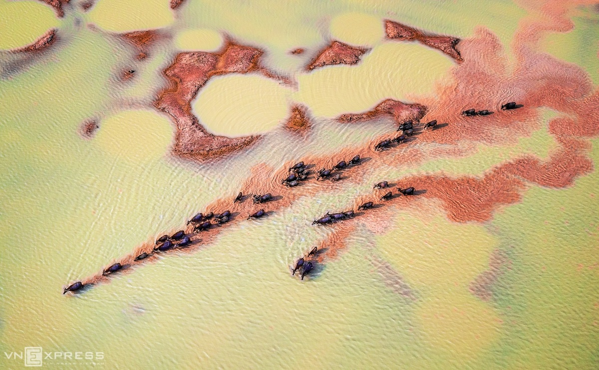 Những con trâu nước di chuyển theo đàn đi tìm nguồn cỏ mới trên hồ Dầu Tiếng vào mùa nước cạn. Bức ảnh này lọt vào chung kết cuộc thi ảnh quốc tế lần thứ 17 của tạp chí Smithsonian Mỹ.