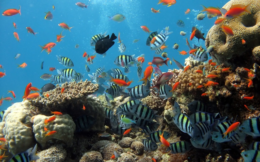 Cù Lao Chàm rộng khoảng 5.000 ha với hệ sinh thái đa dạng, gồm hàng trăm rạn san hô, thảm rong, cỏ biển và nhiều loài hải sản. Ở đây, san hô mọc thành những bãi lớn có hình thù và màu sắc khác nhau, tạo nét hấp dẫn du khách. Ảnh: Travellive.