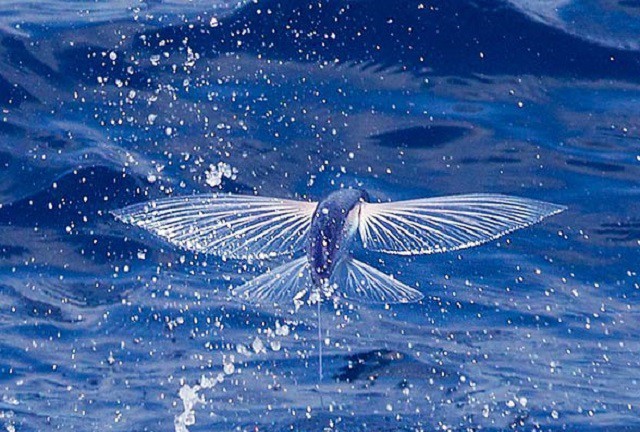 Độc lạ loài cá chuồn biết bay ở biển Đà Nẵng – Quảng Nam