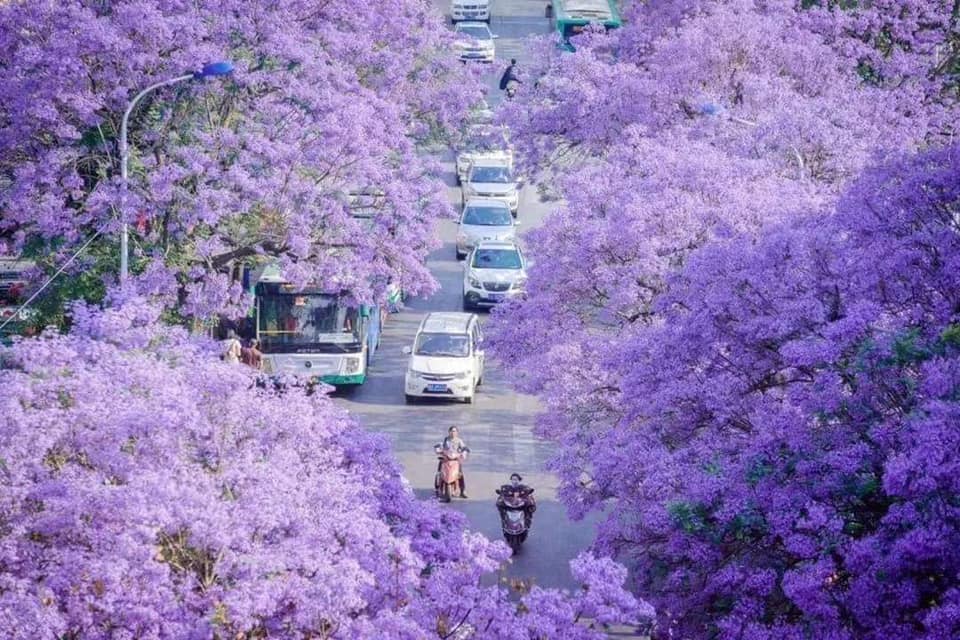 Mùa hoa phượng tím đẹp rực rỡ ở Vân Nam Trung Quốc - iVIVU.com