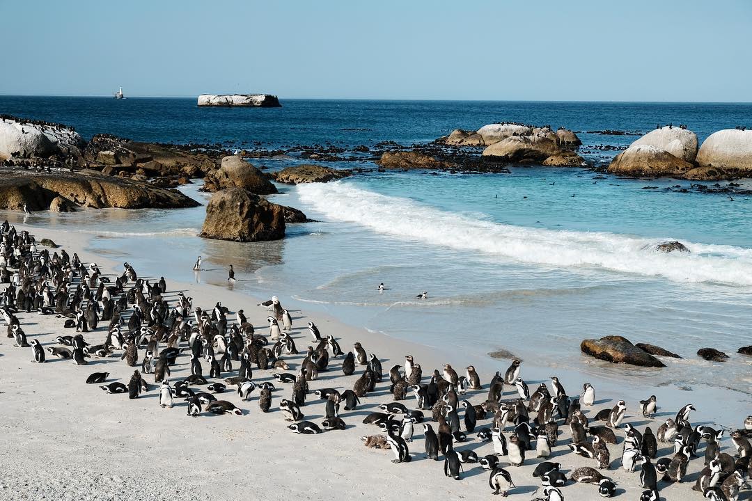 Bãi biển Boulders, "thiên đường" của những chú chim cánh cụt ở Nam Phi - iVIVU.com