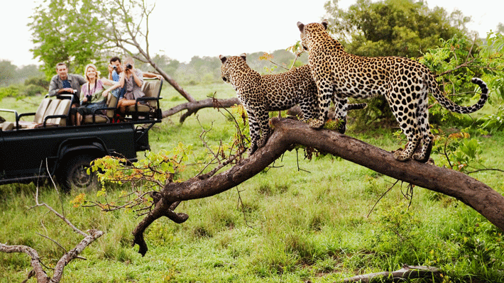 Thiên nhiên hoang dã tại Nam Phi