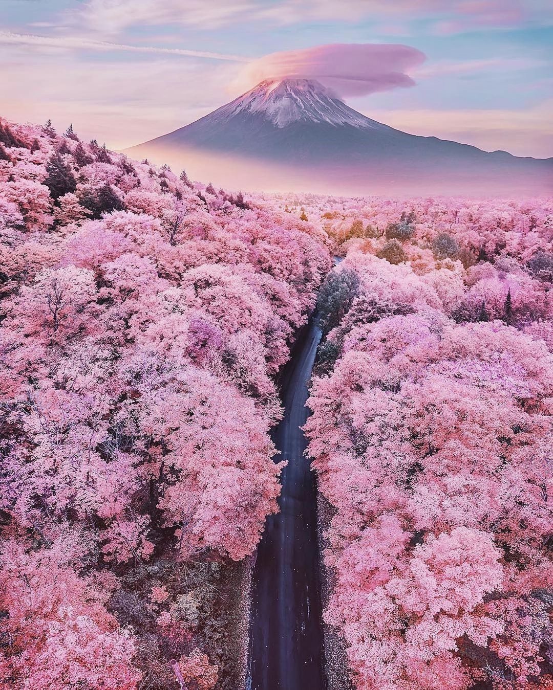 Mùa hoa anh đào nở ở Nhật. Ảnh: @thegoodtravellife