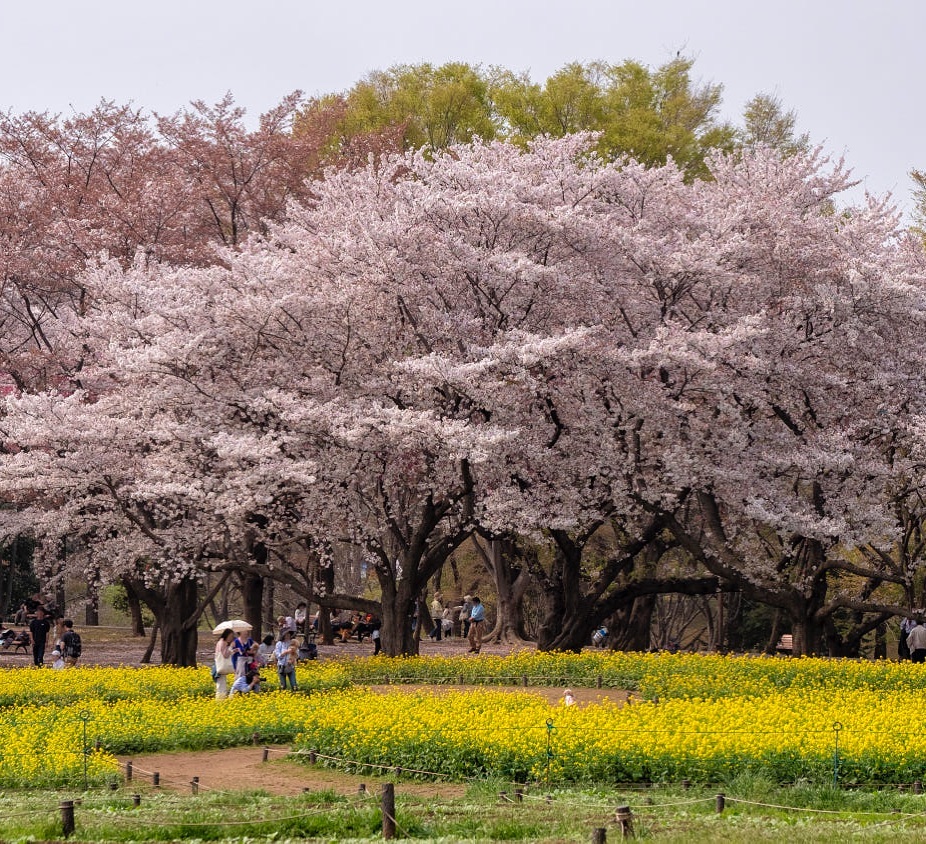 Mùa hoa anh đào ở Nhật Bản. Ảnh: @tokyo