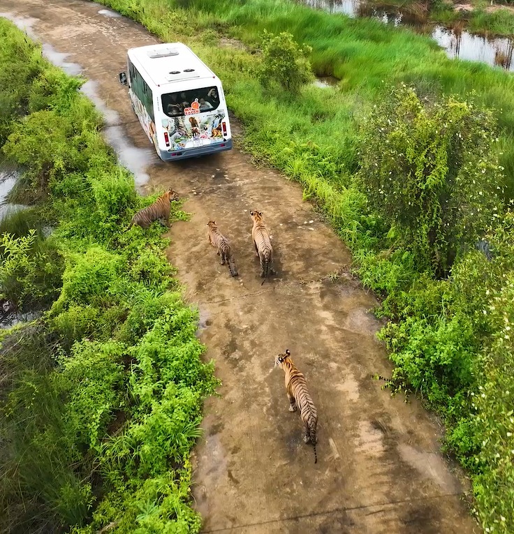 Mỹ Quỳnh safari ivivu 2