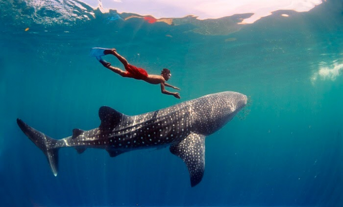 Trải nghiệm bơi cùng cá mập voi1