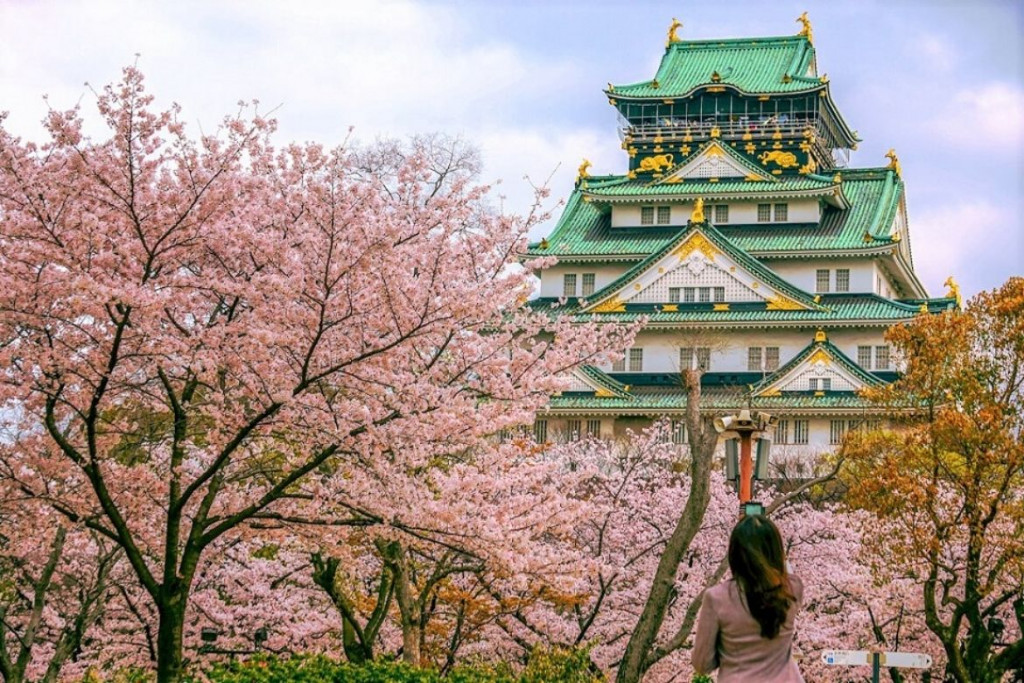 Lâu đài Osaka nhuộm sắc hồng hoa anh đào. Ảnh: XKLĐ Nhật Bản