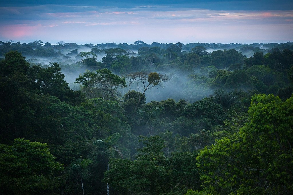 Rừng Amazon. Ảnh: Culture Trip