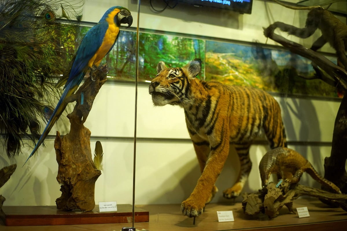 The exhibition area of animal bones and animal world