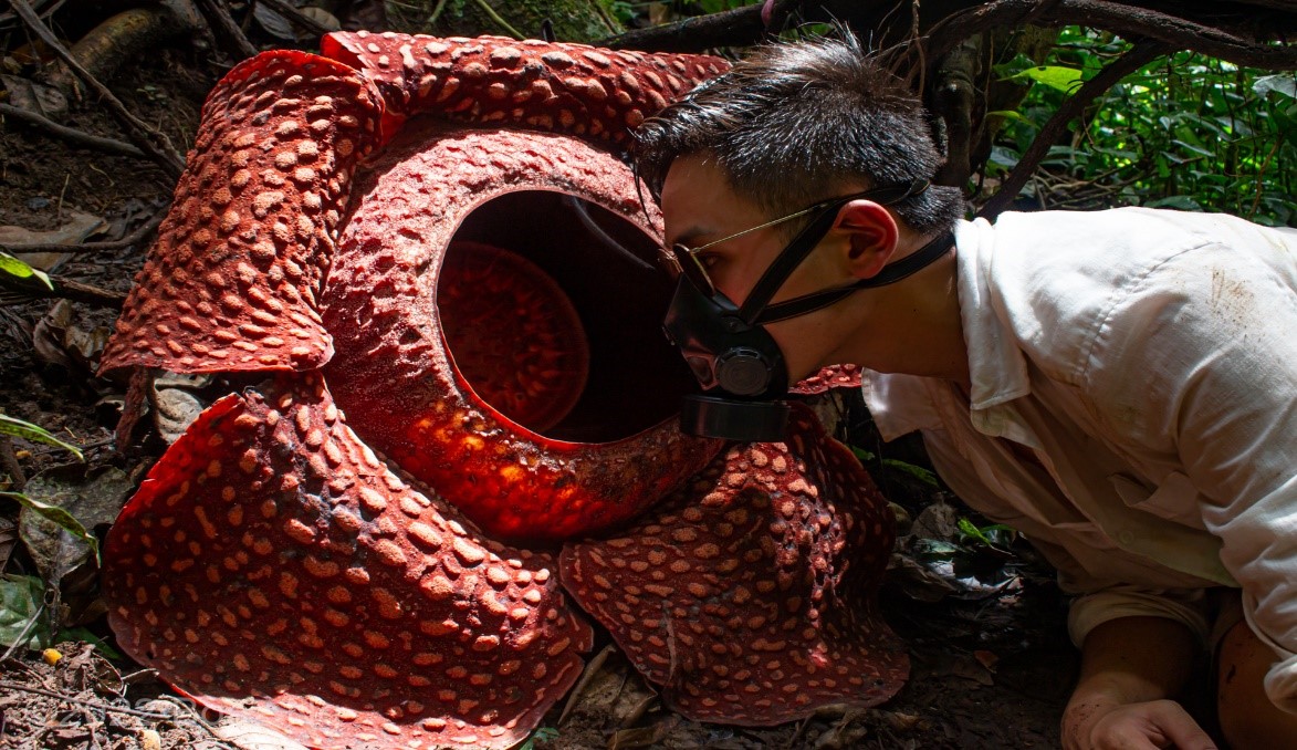 Hoa Rafflesia, loài hoa lớn nhất thế giới