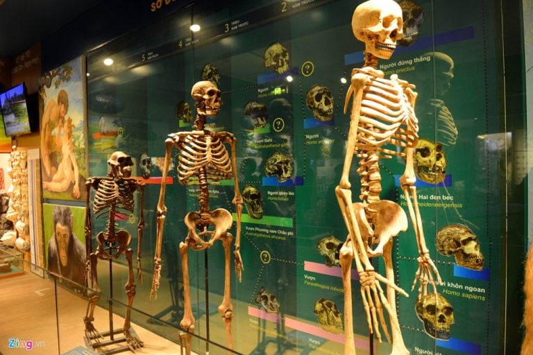 The exhibition area of human evolutionary history