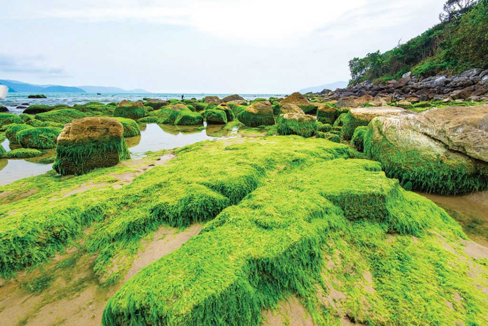 rạn Nam Ô