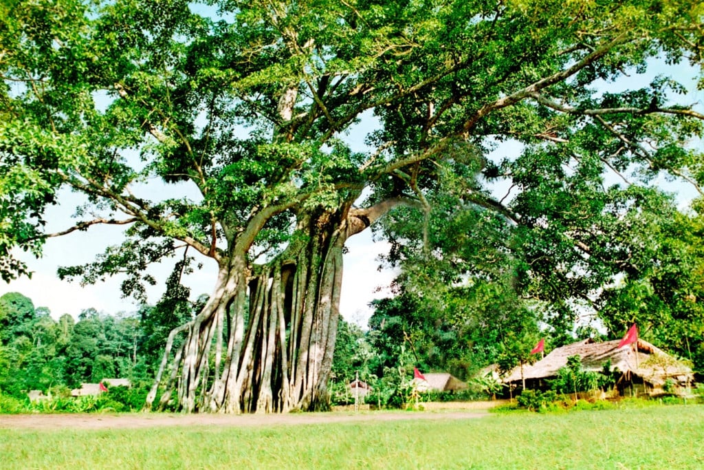 Cây đa Tân Trào. Ảnh: Bảo tàng Hồ Chí Minh