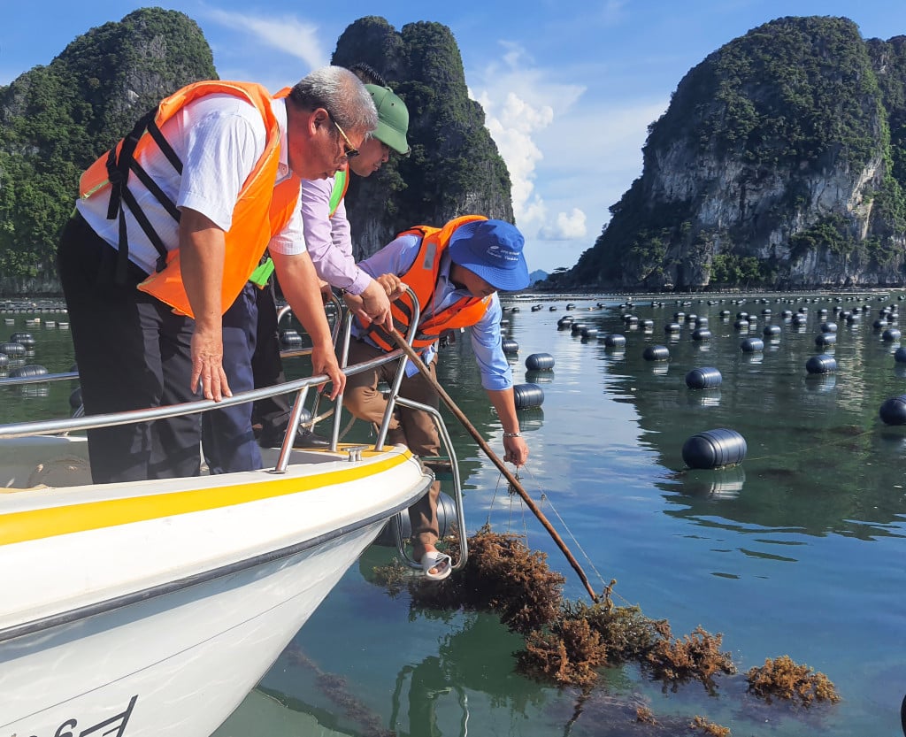 Rong được nuôi tập trung. Ảnh: Báo Quảng Ninh.