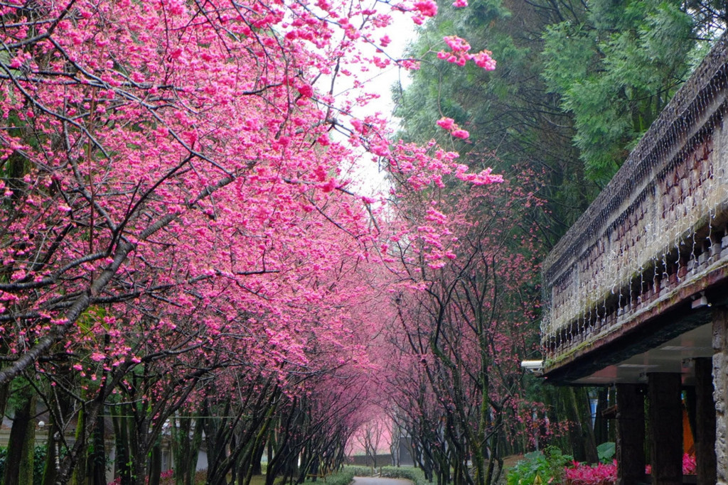 Mùa hoa anh đào nở rộ ở Đài Loan.