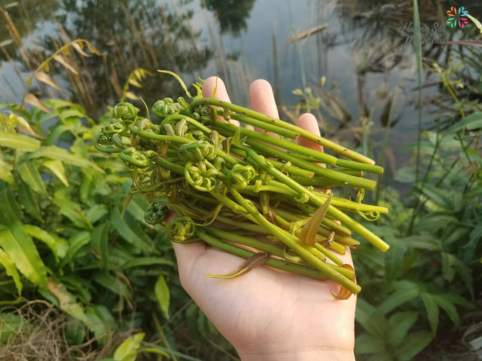 Du lịch Ẩm thực Đặc sản miền T&acirc;y Hậu Giang - S&oacute;c Trăng - Cần Thơ| li&ecirc;n hệ Quảng c&aacute;o 0915326788