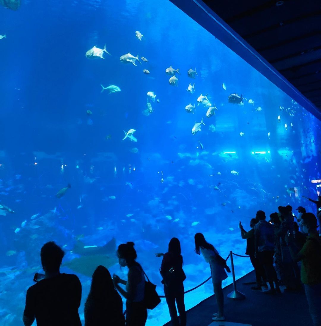 Thủy cung SEA trên đảo Sentosa. Ảnh: @corrinne211.