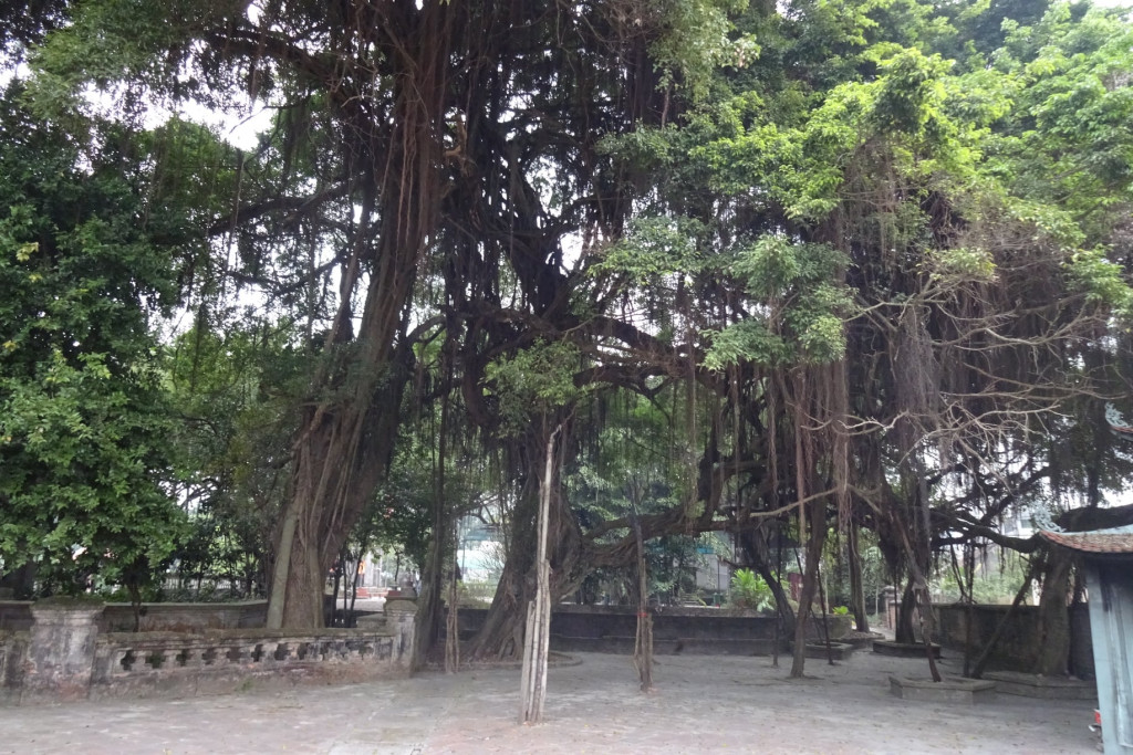 Những cây cổ thụ trong sân đền. Ảnh: Fb Đền Phù Ủng nơi thờ Tướng quân Phạm Ngũ Lão.